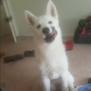 Meet your Posher, Bridget